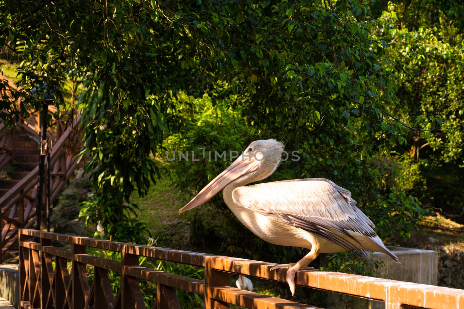 The white pelican that lives in the bird park sits on the railing of the bridge.