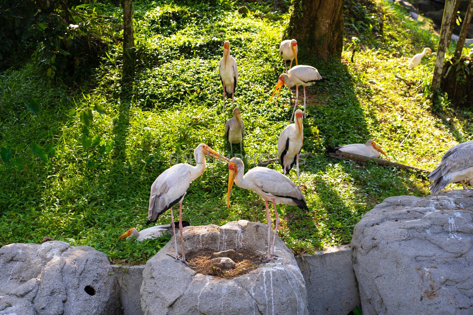 A flock of milk storks sits on a green lawn in a park.