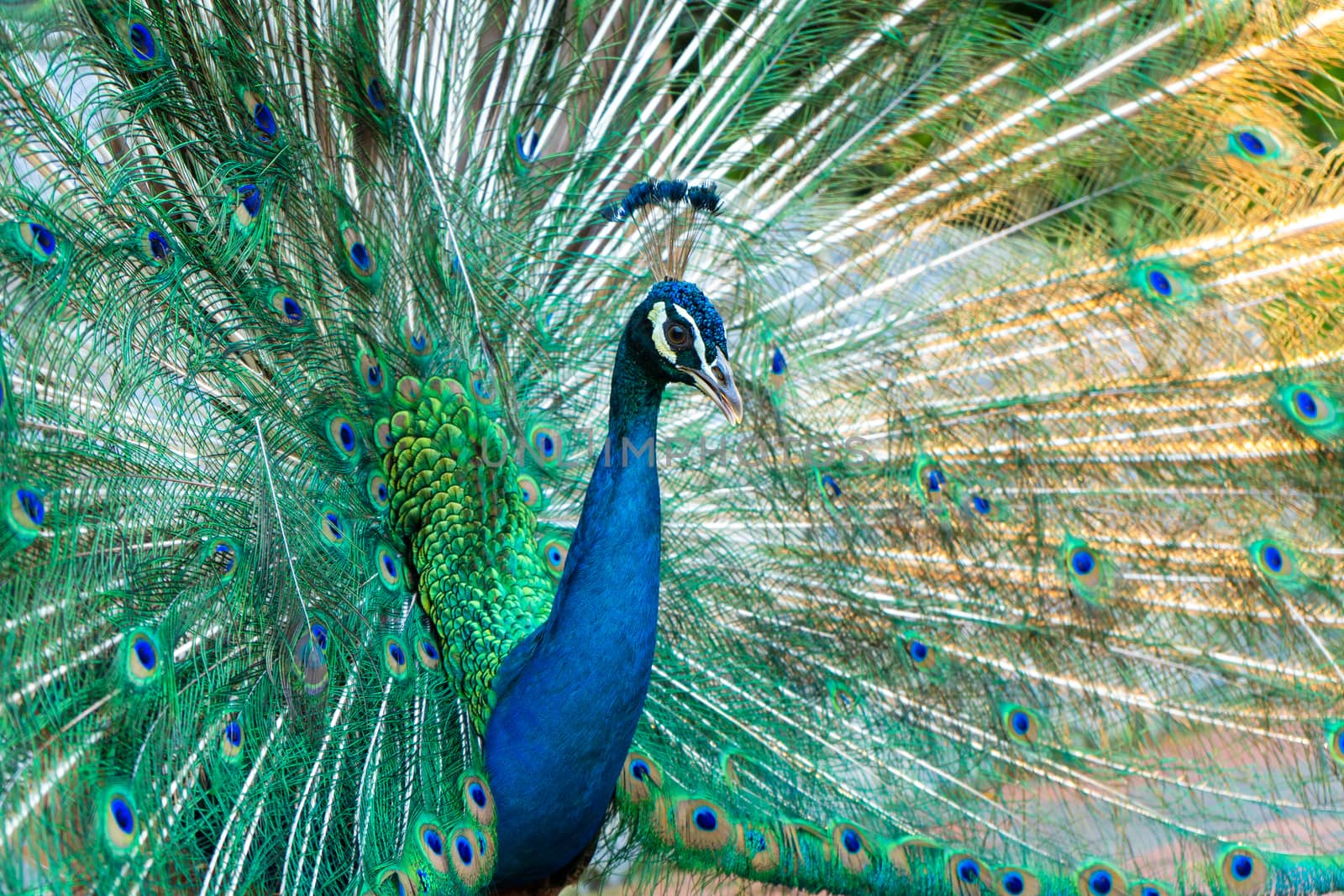 Beautiful well-groomed male peacock, spreading its tail, luxurious tail, flirts with a female.