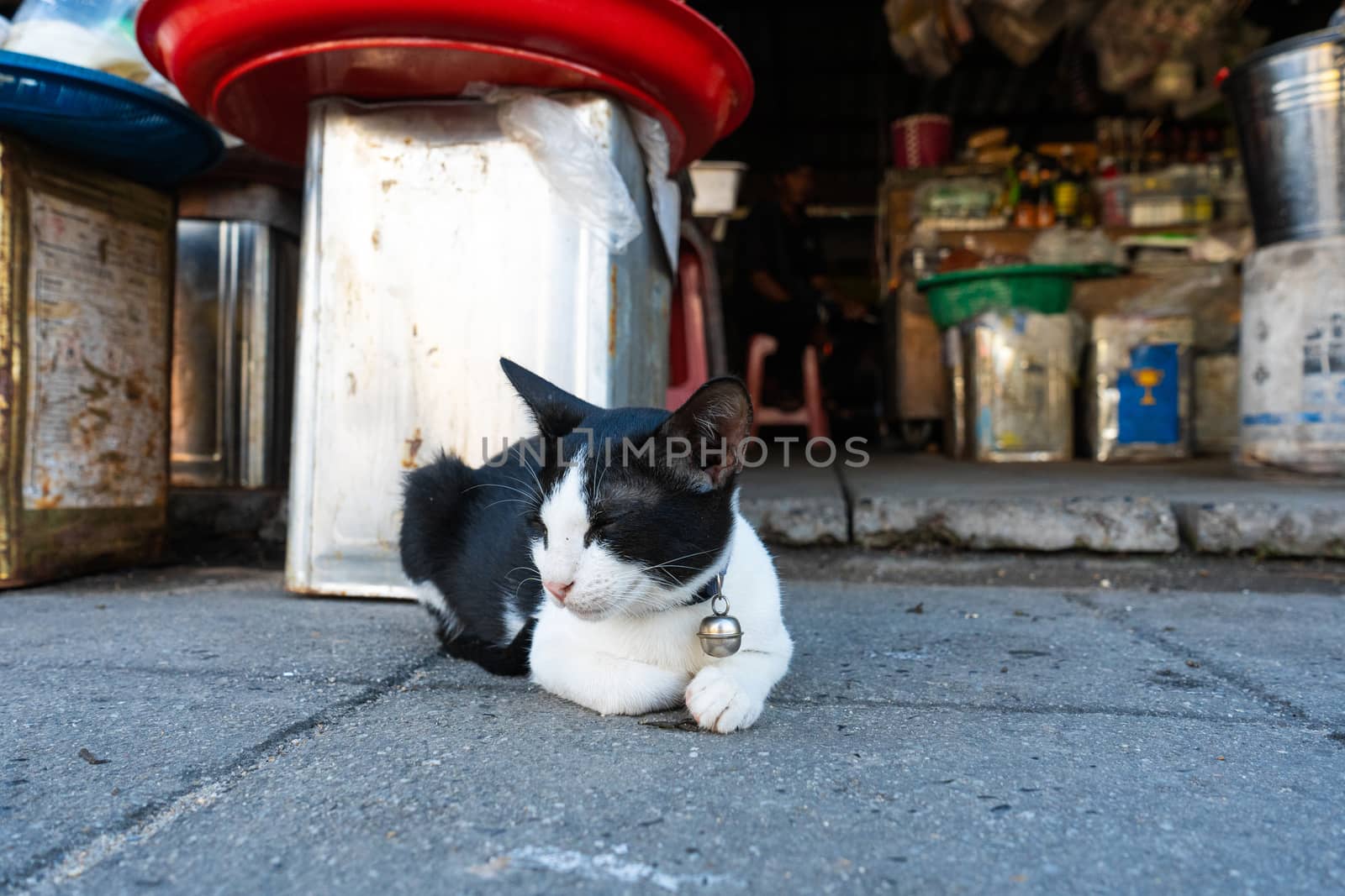 Black-white cat with a bell on a collar, lies on the floor in a street market