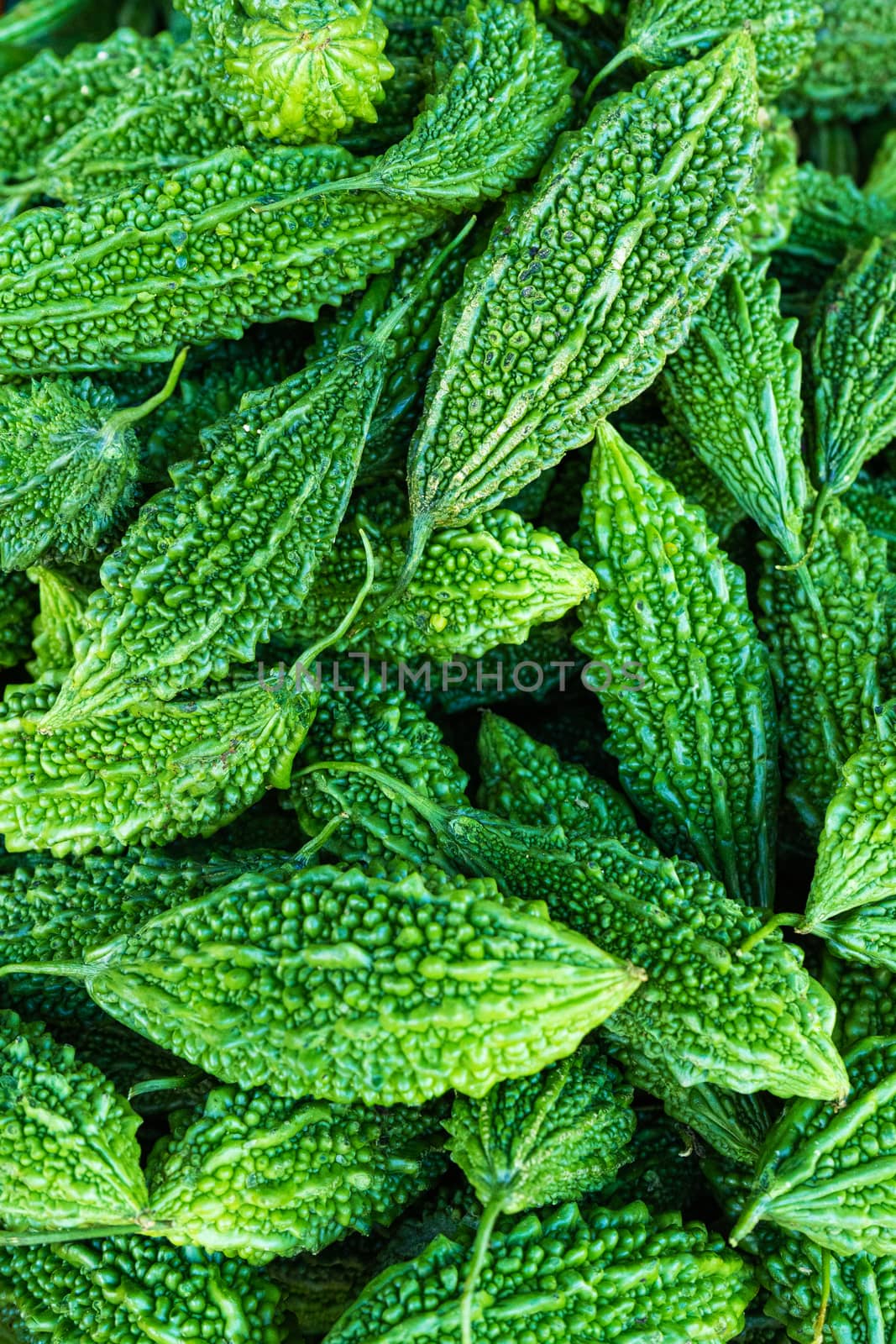 Batch of green fruits of bitter melon. Asia momordica vegetable.