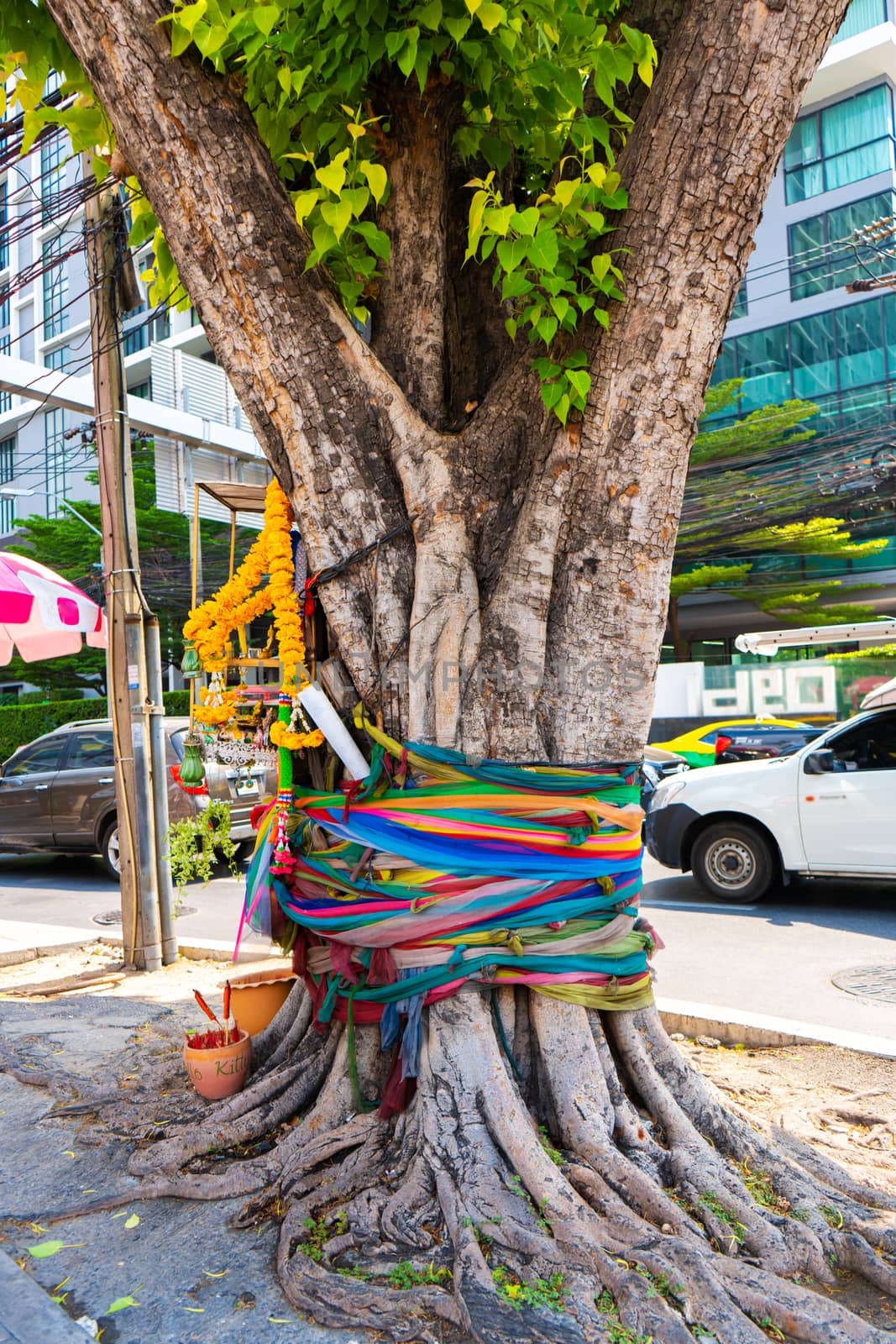 Tree tied with a ribbon. Sacred Trees and Rites in Asia.