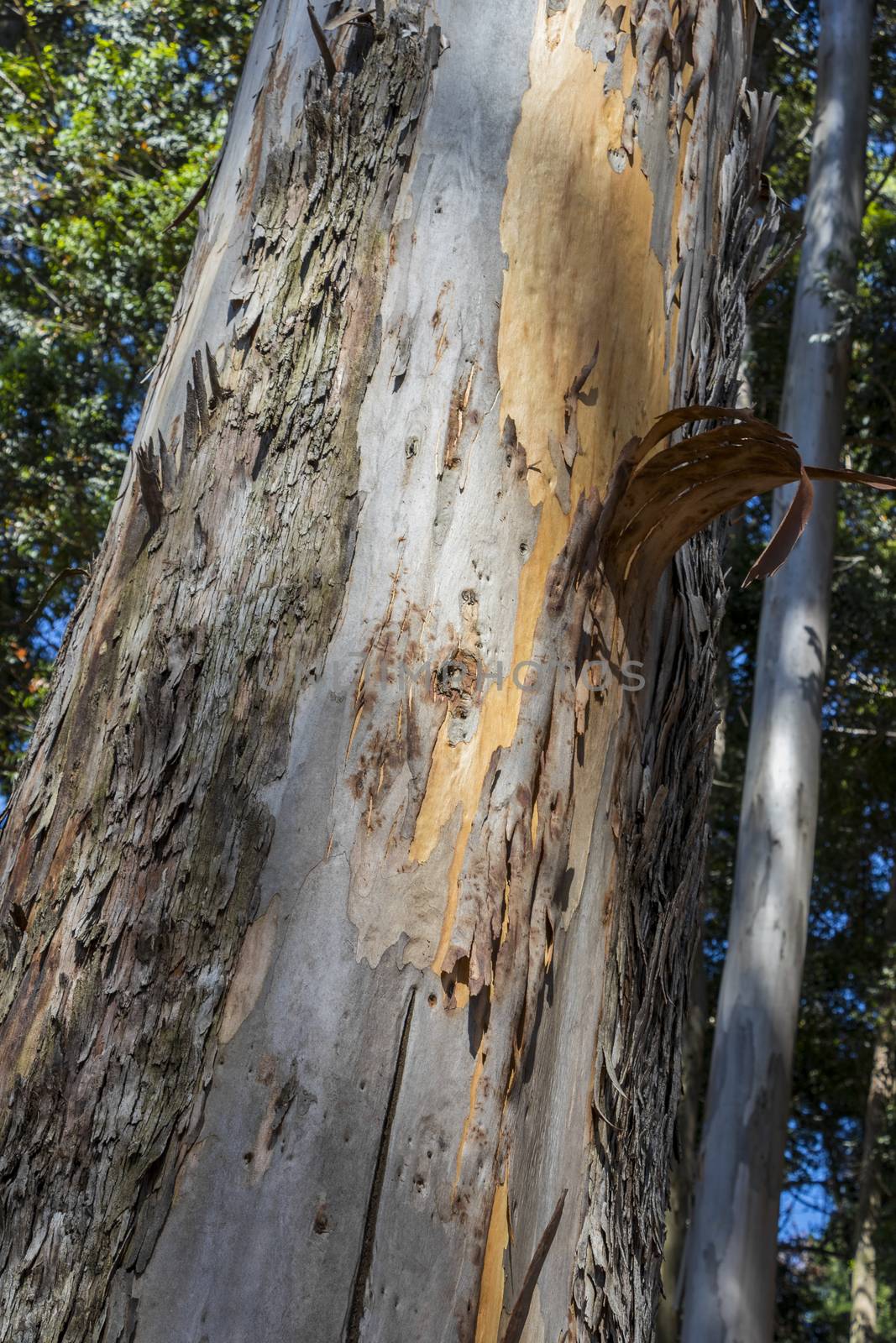 Tree trunk with sloping bark in Table Mountain National Park. by Arkadij