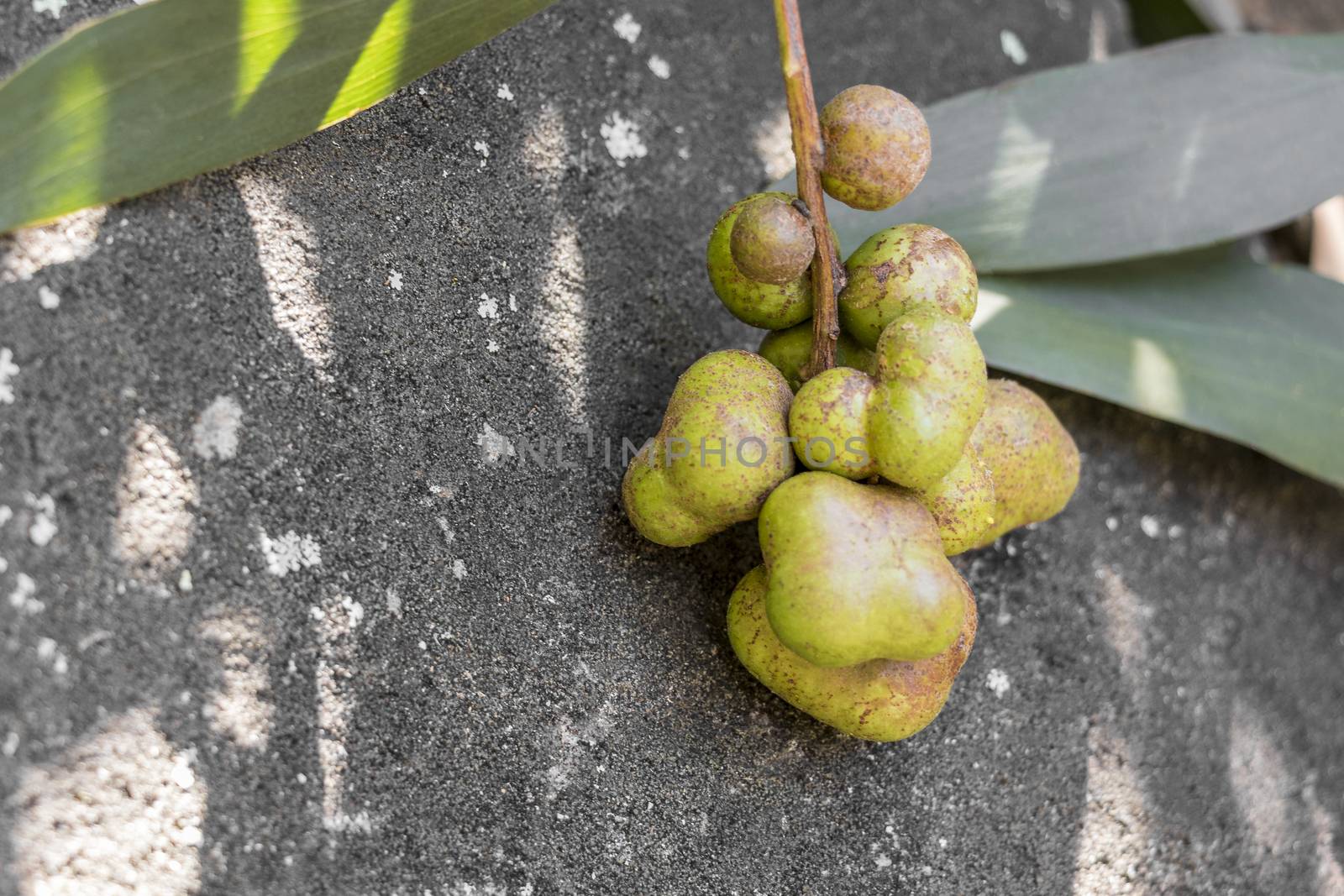 Green fruits, seeds, flowers or buds forest of South Africa. by Arkadij