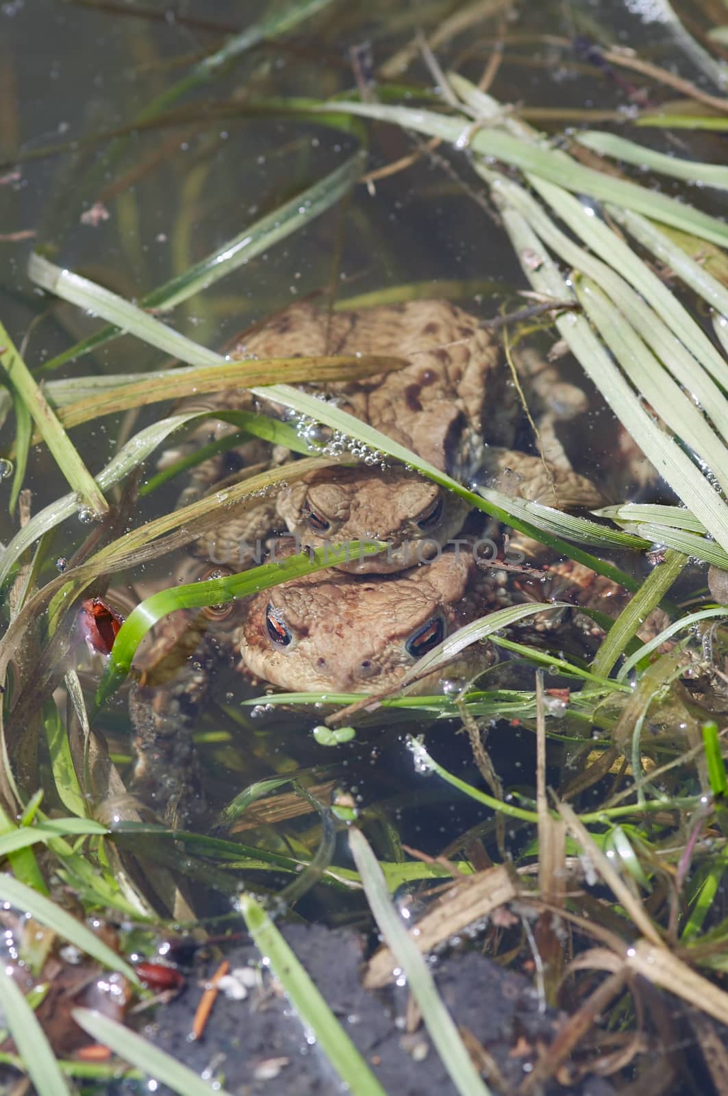 Reproduction of the frogs - mating of toads by Mibuch