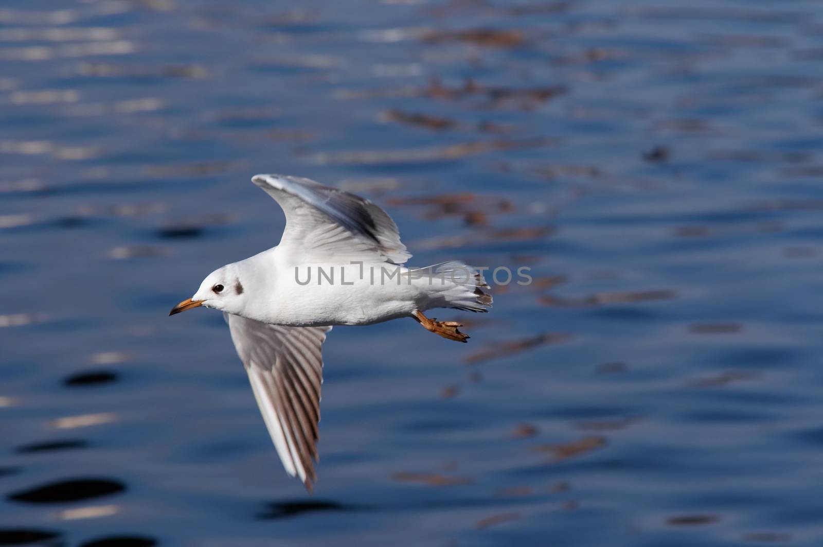 Image of the flying gull