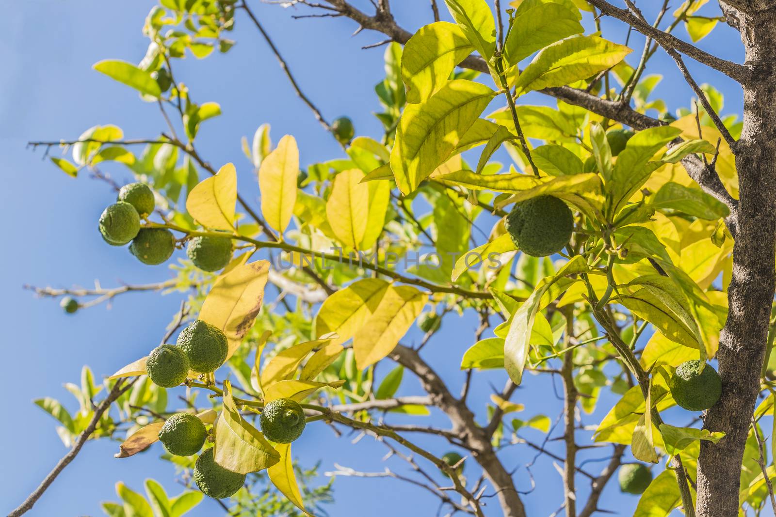 Lime tree or lemon tree in the gardens of Cape Town, South Africa.