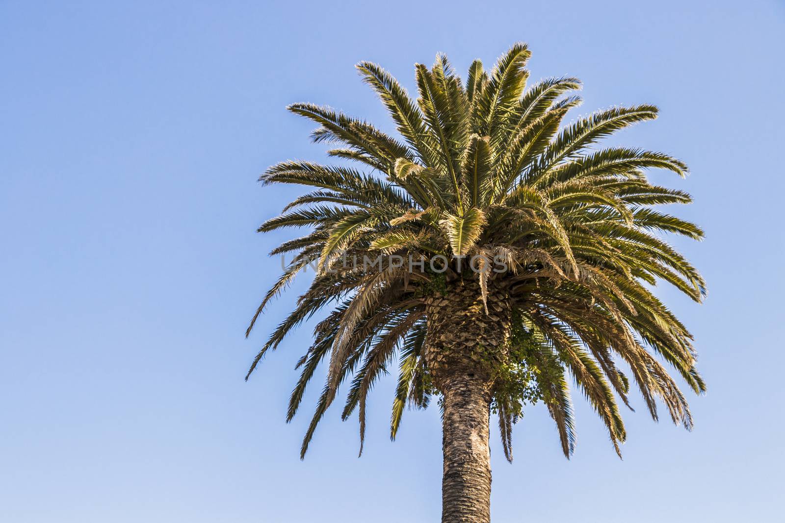 Palm trees in Cape Town, South Africa. Crown of a palm. Palm leaves.