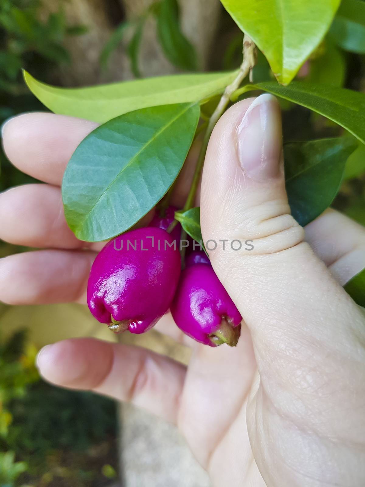 Pink fruits, seeds, flowers or buds in the forest of South Africa.