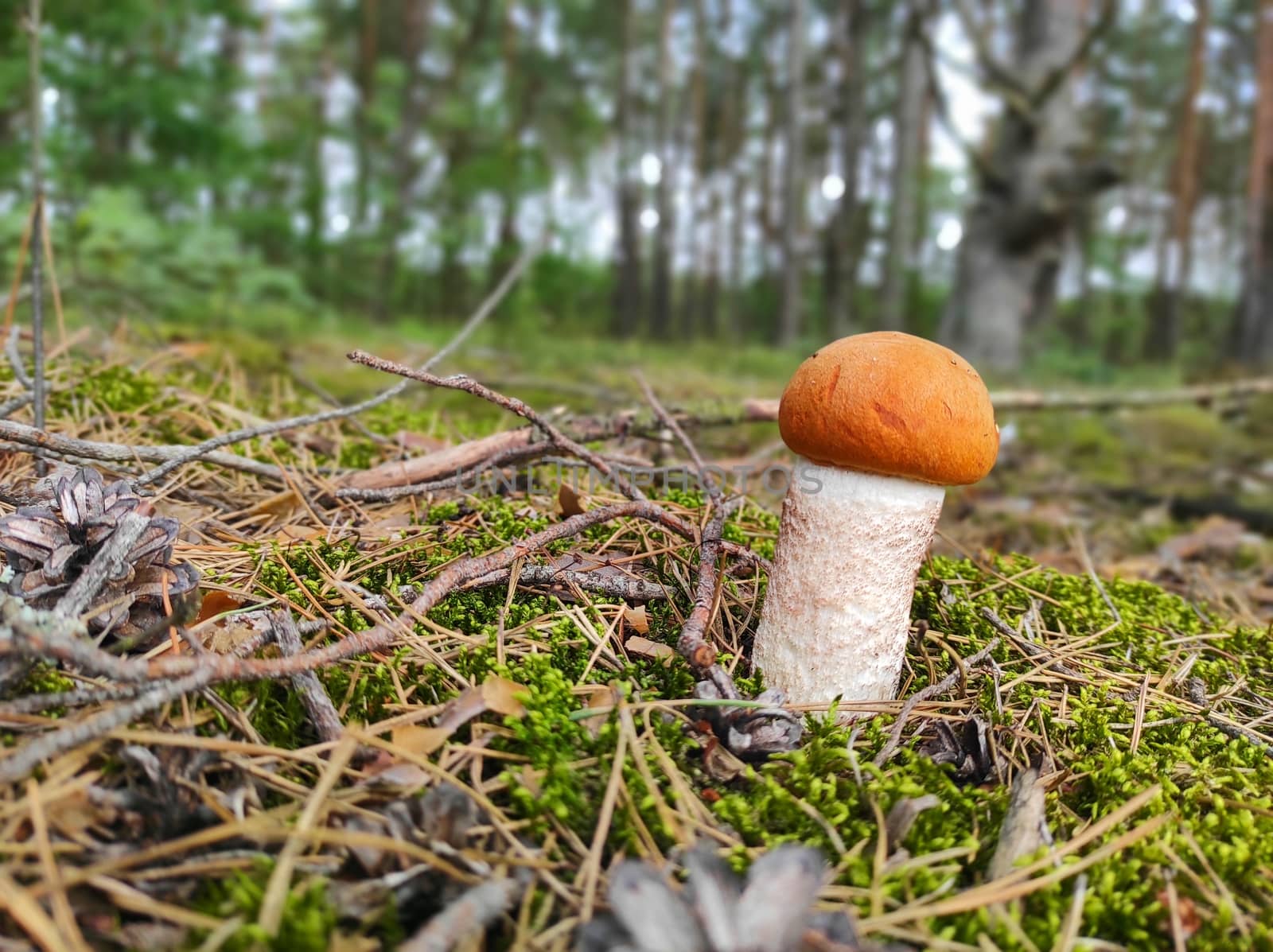 Redhead mushroom Leccinum growing in the forest. Young small boletus grow in wood. Vegetarian fresh food. Healthy diet ingredient