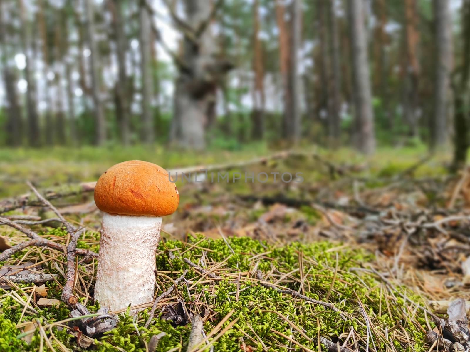 Redhead Leccinum mushroom growing in the forest. Young small boletus grow in wood. Vegetarian fresh food. Healthy diet ingredient