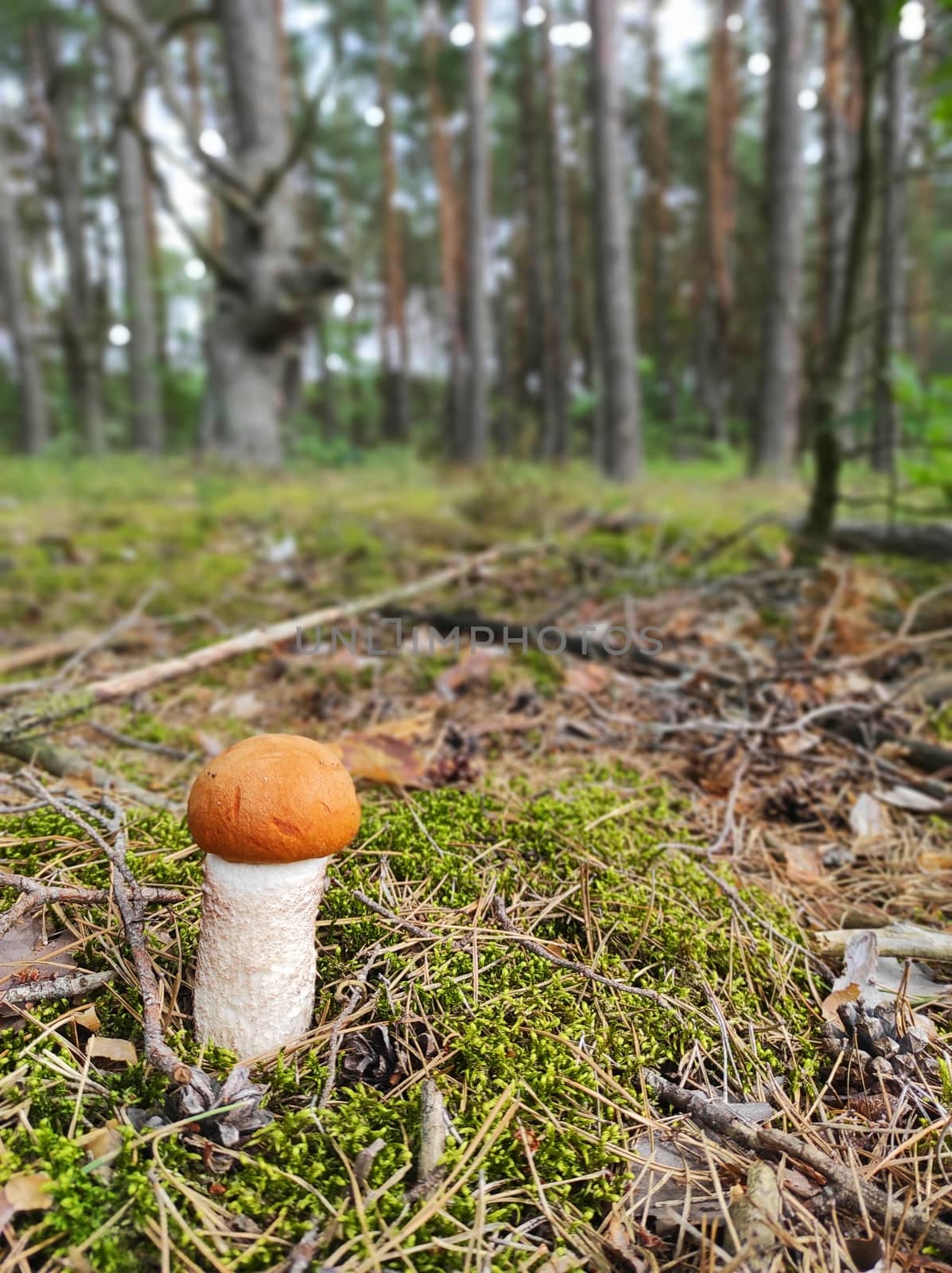 Young Leccinum boletus grow in wood. Redhead mushroom growing in the forest. Vegetarian fresh food. Healthy diet ingredient