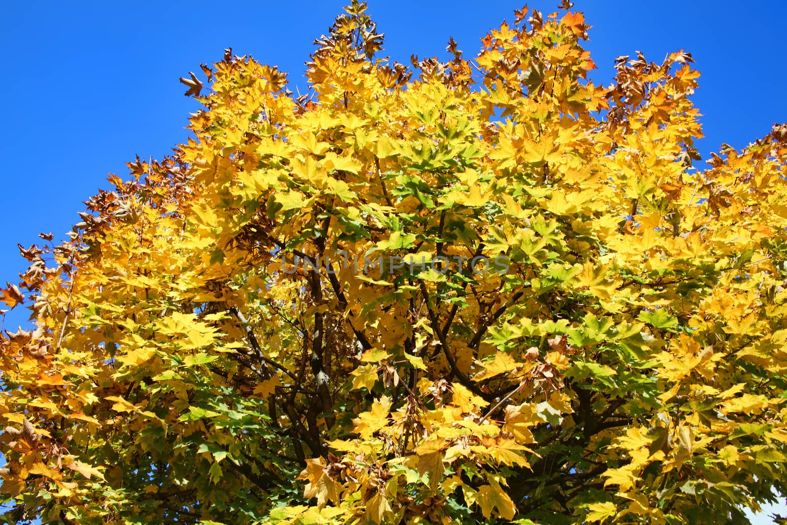 Maple tree in the autumn fall colour with golden leaves and a clear blue sky stock photo