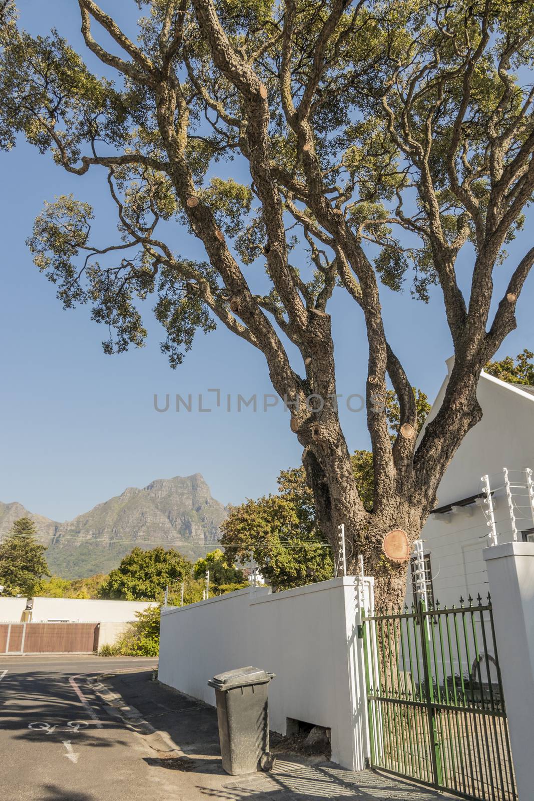 Giant tree in the garden with Table Mountain panorama in Claremont, Cape Town, South Africa.