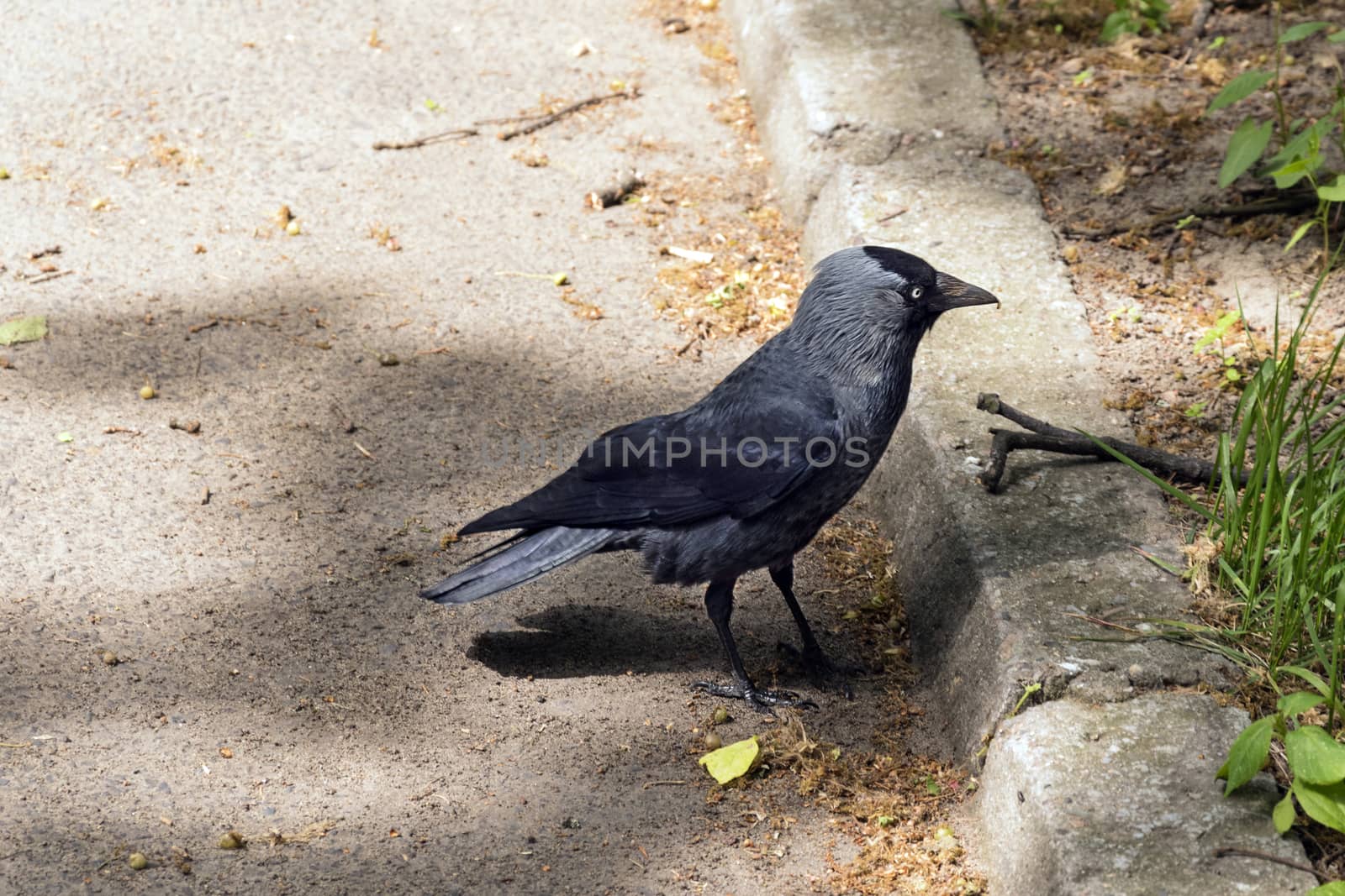 Crow near walkway photo. Profile of calm raven on pathway. Wildlife of mystery bird on path. Abandoned creature bird standing on sidewalk and looking for food.