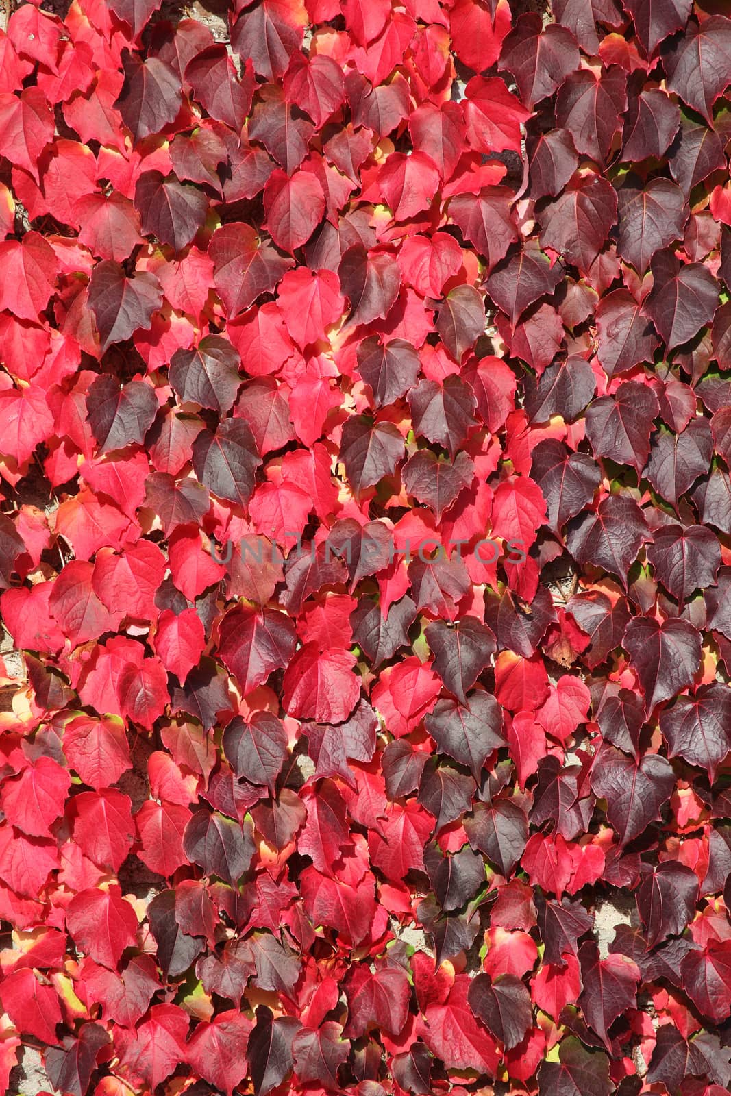 Virginia Creeper background in red full autumn fall colour growing on garden wall stock photo