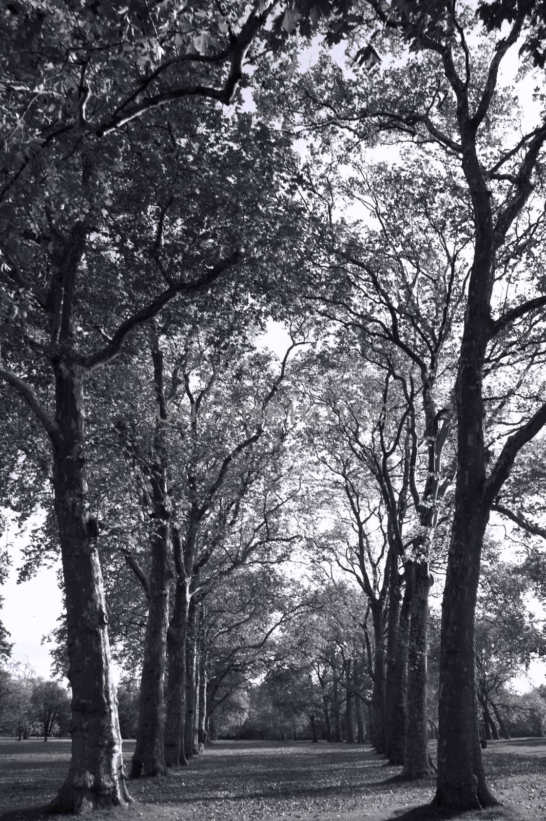 Avenue of woodland trees in Kensington Park London England UK black and white monochrome stock photo