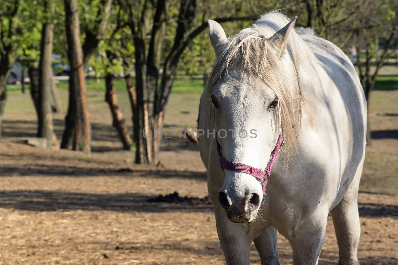 White horse looking at camera. Alone bred horse on pasture. Stallion standing in meadow front view portrait. Strong and powerful animal outside. Gorgeous mammal in rural exterior.