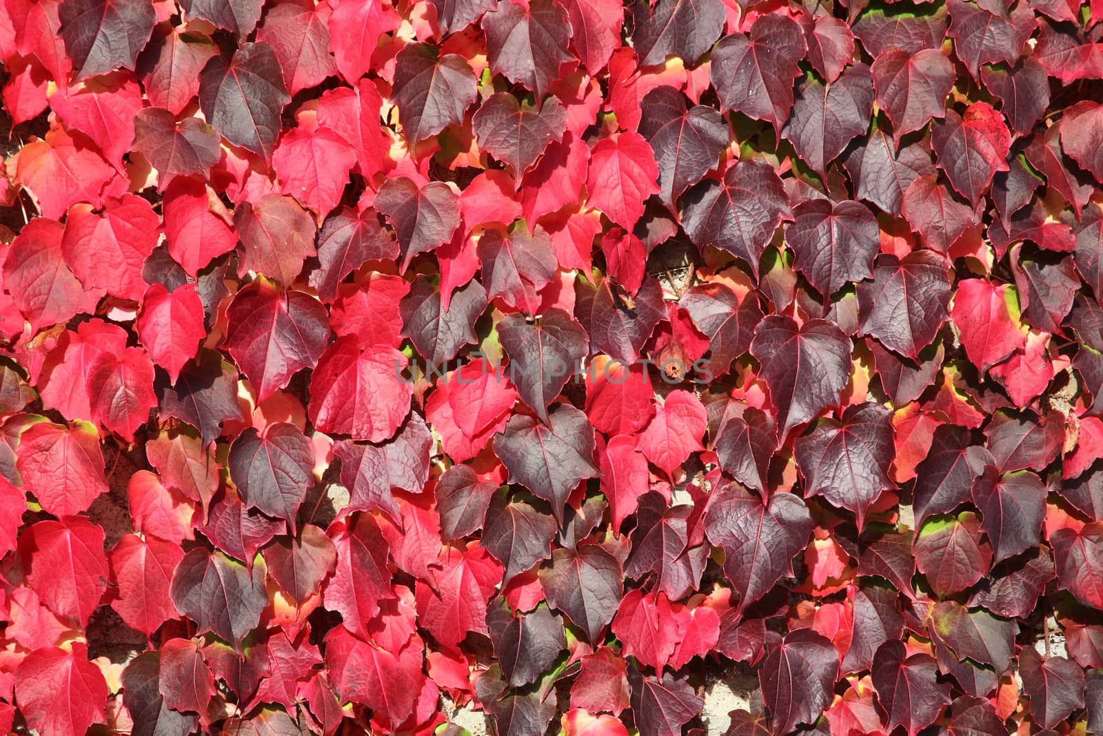 Virginia Creeper background in red full autumn fall colour growing on garden wall stock photo