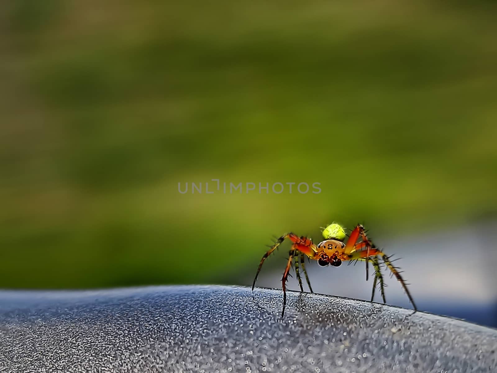 Spider with big eyes and yellow abdomen at steering wheel. Close up of dangerous and fearful, insect as trip companion. Poisonous voyage buddy portrait. Frightening friendship. Unsafe travelling photo