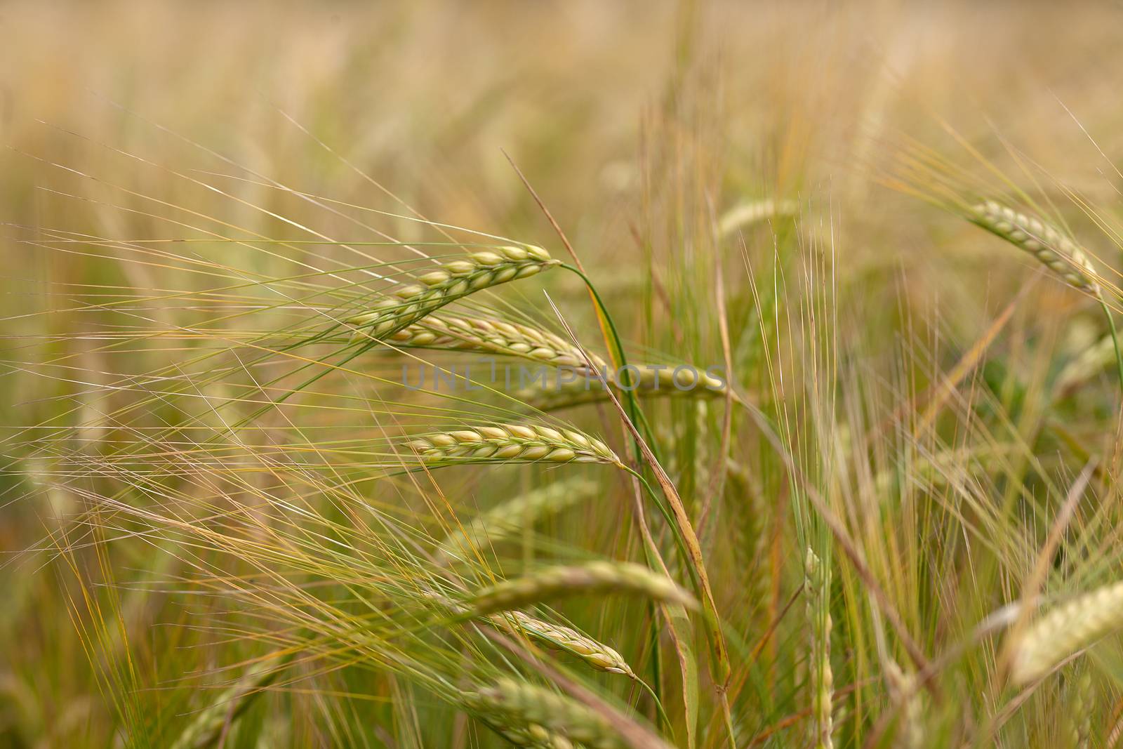 Summer landscape with filed of ripe barley