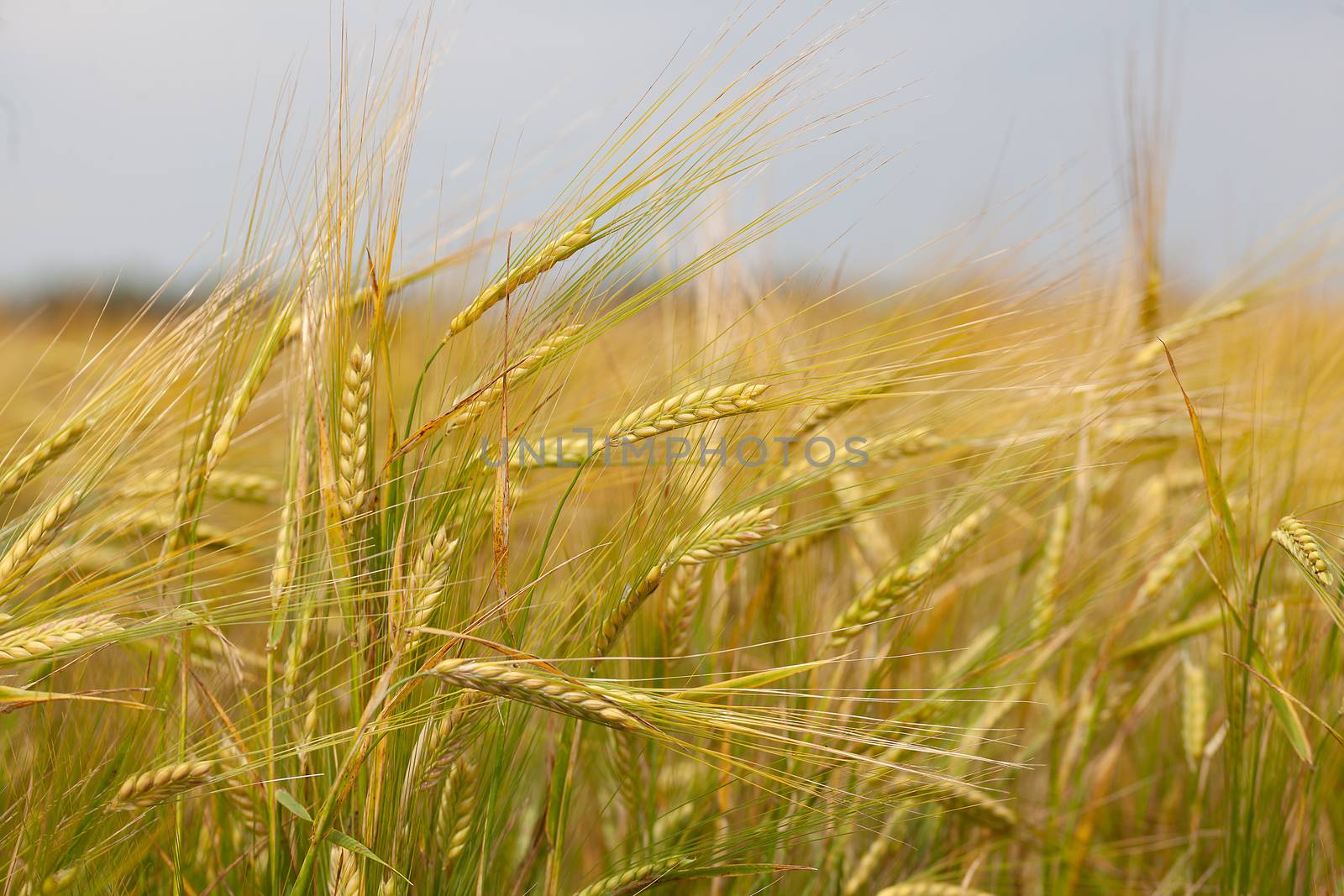 Summer landscape with filed of ripe barley