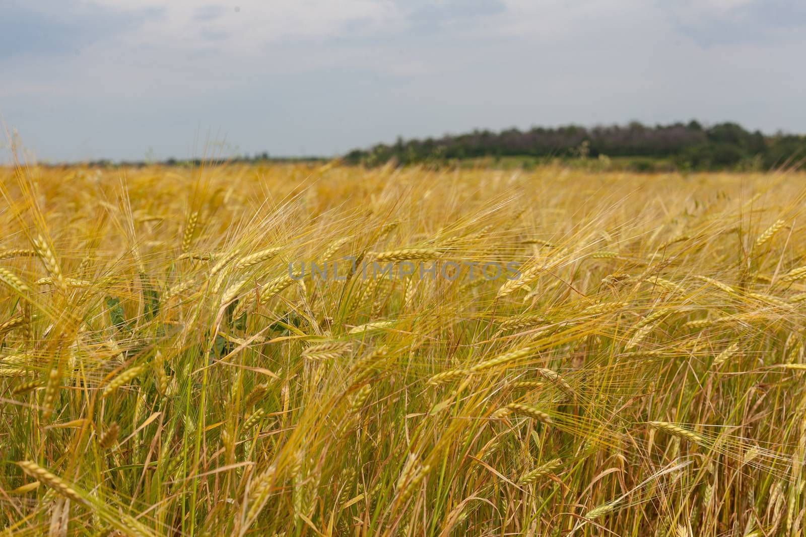 Field of barley by Angorius