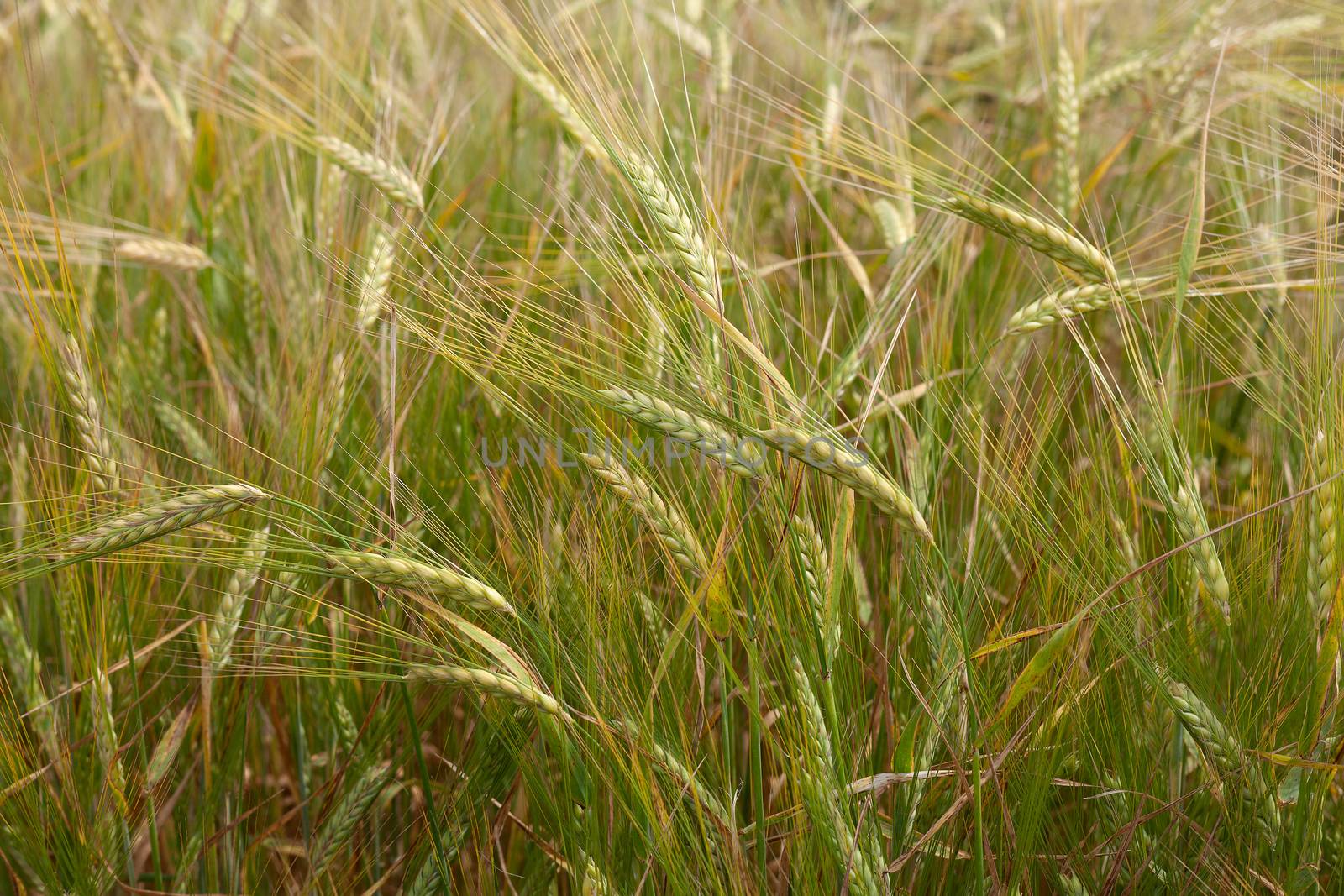 Summer landscape with filed of ripe barley