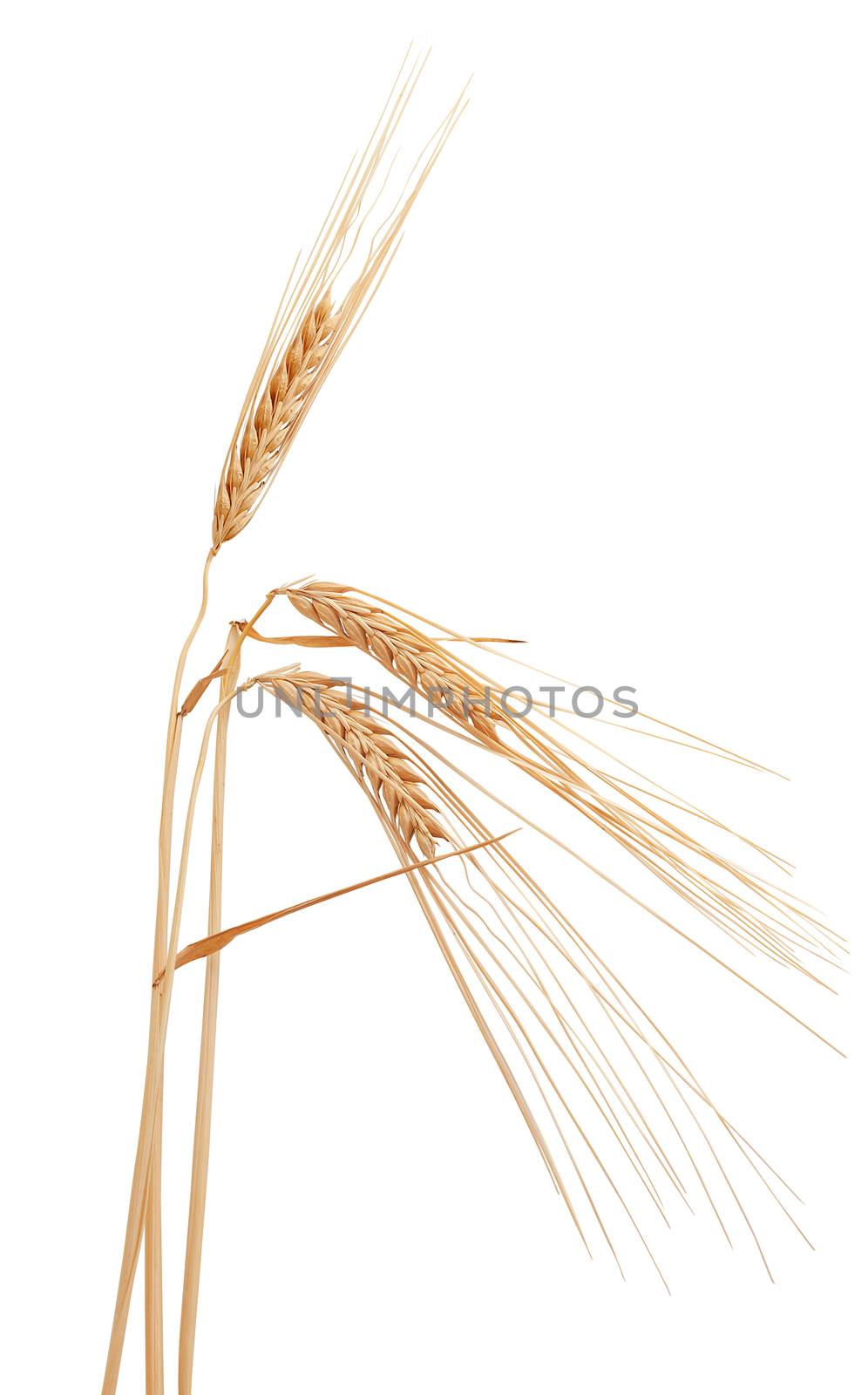 Isolated some spikelets of barley on the white background