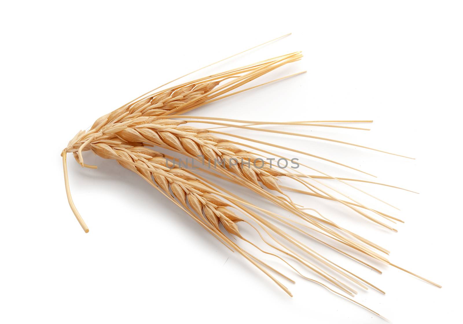 Isolated some spikelets of barley on the white background