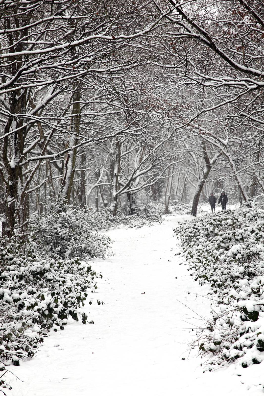 Snow landscape of Wandsworth Common forest London England UK which is popular woodland for family leisure walks stock photo