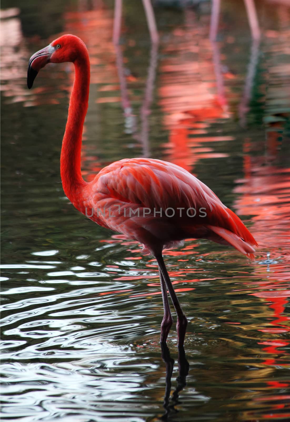 Pink flamingo waterfowl bird standing at the bank of a river  by ant