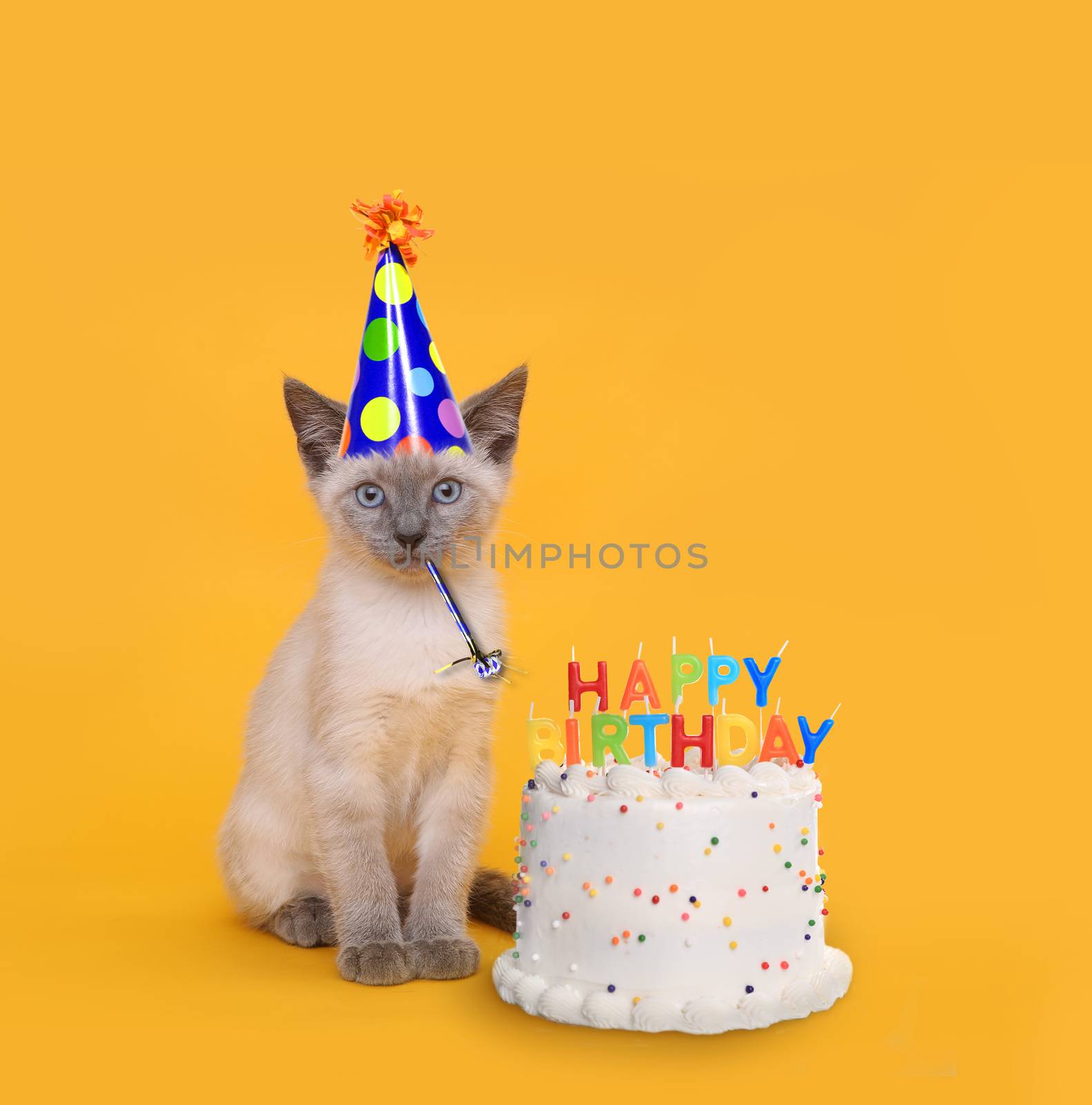 Adorable Kitten on Yellow With Birthday Cake Celebration