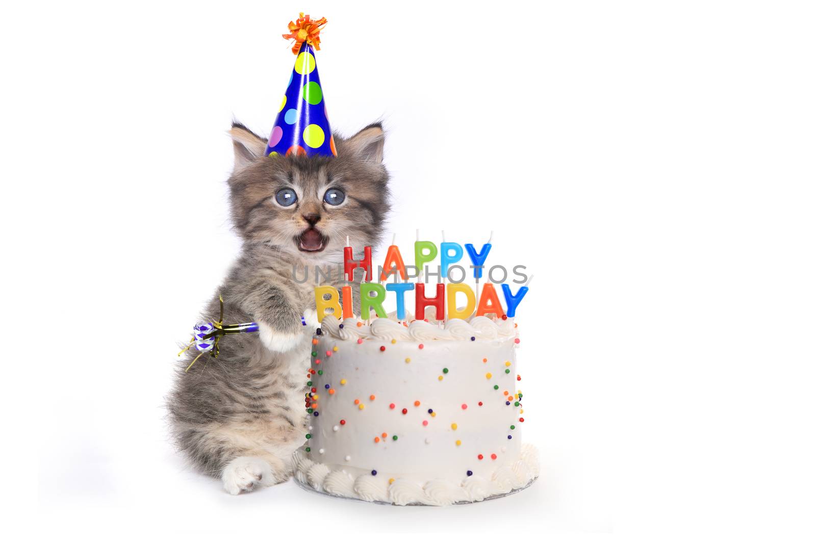 Adorable Kitten on White With Birthday Cake Celebration