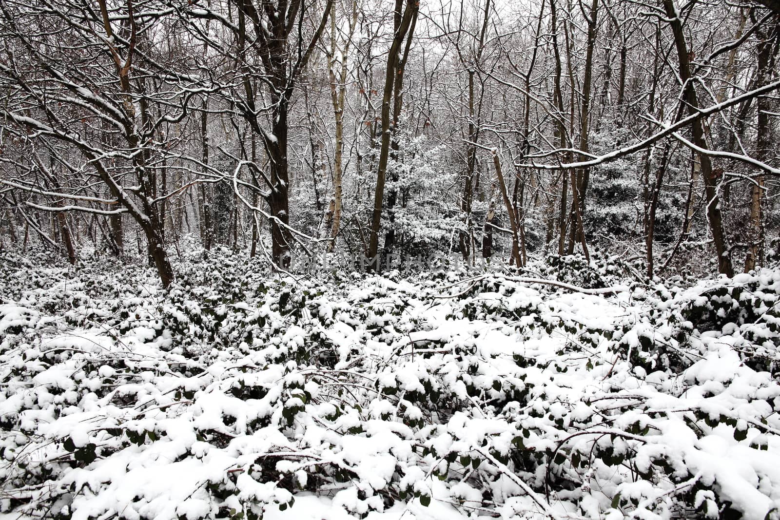 Snow landscape of winter season woodland forest trees in December stock photo