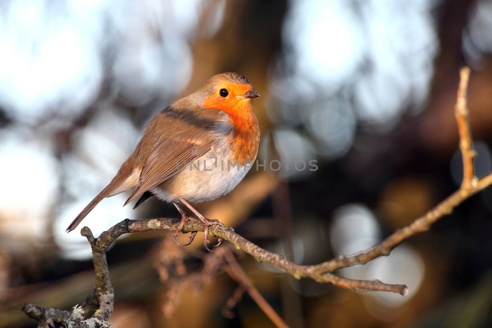 Robin redbreast ( Erithacus rubecula) on a branch of a winter woodland tree stock photo