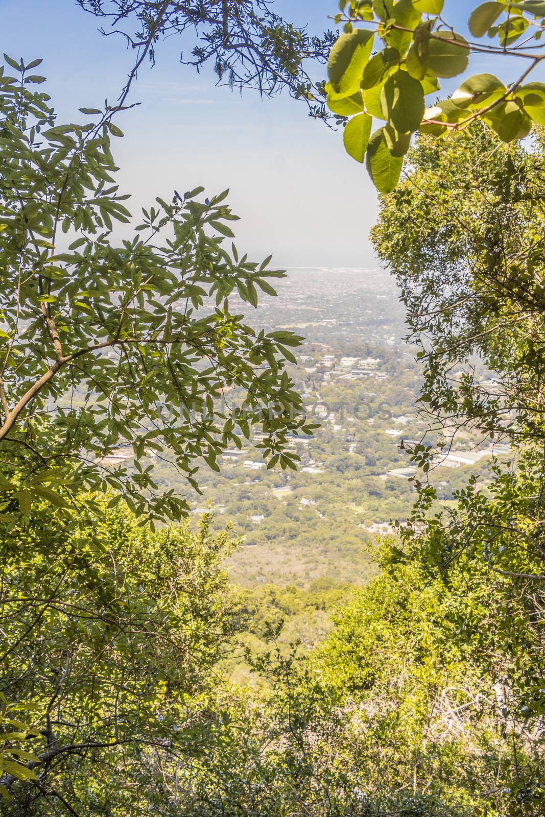 View between trees and plants from Table Mountain National Park in Cape Town to the Claremont area in South Africa.