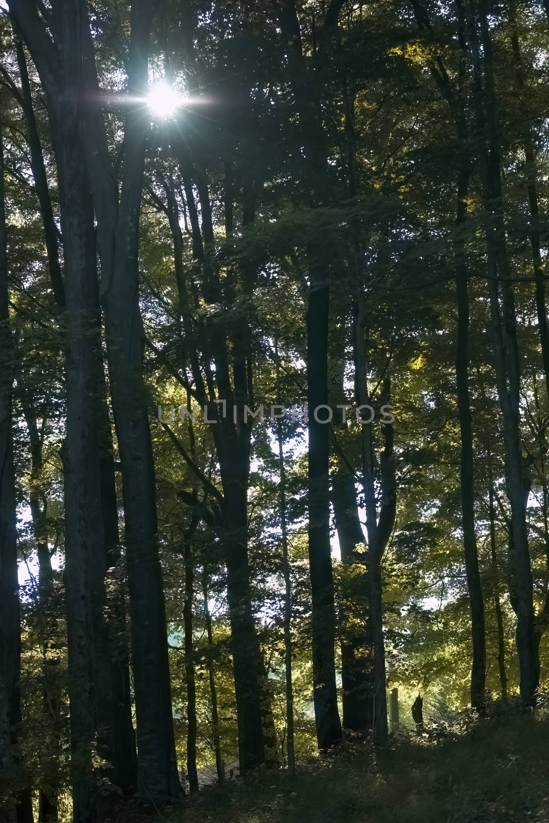 Evening sunlight filters through the forest canopy at Elk Knob State Park in Ashe County, NC.
