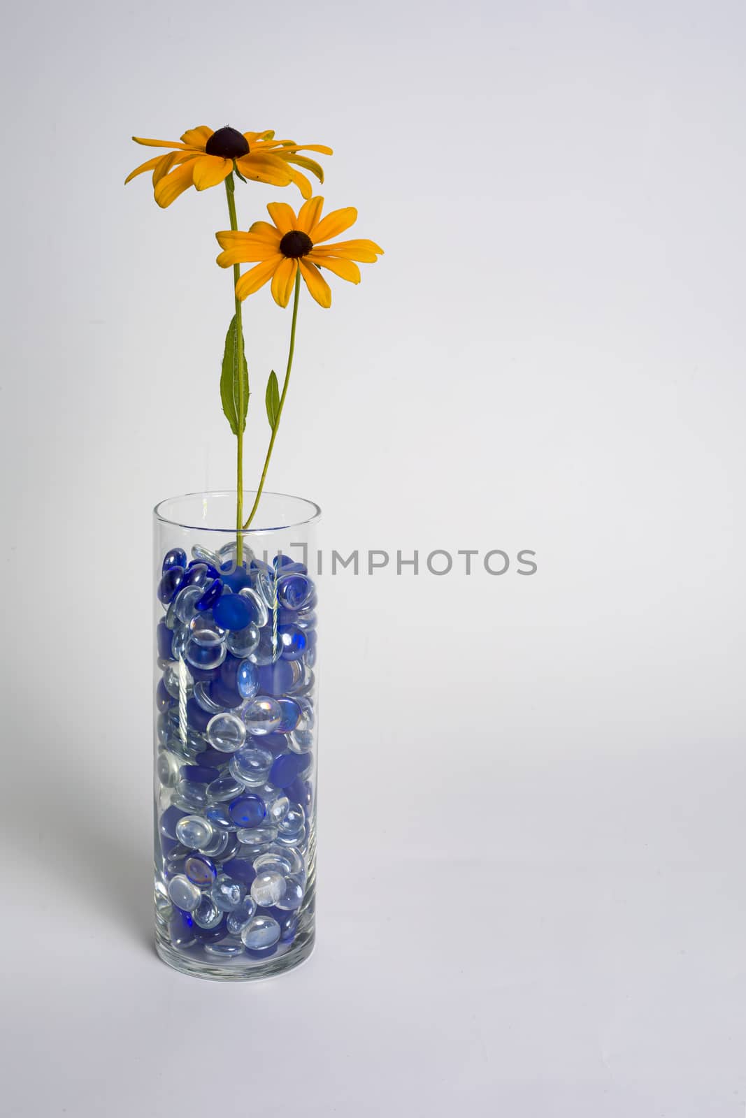 Two Black-eyed Susans in a glass vase filled with blue beads against a white backdrop.