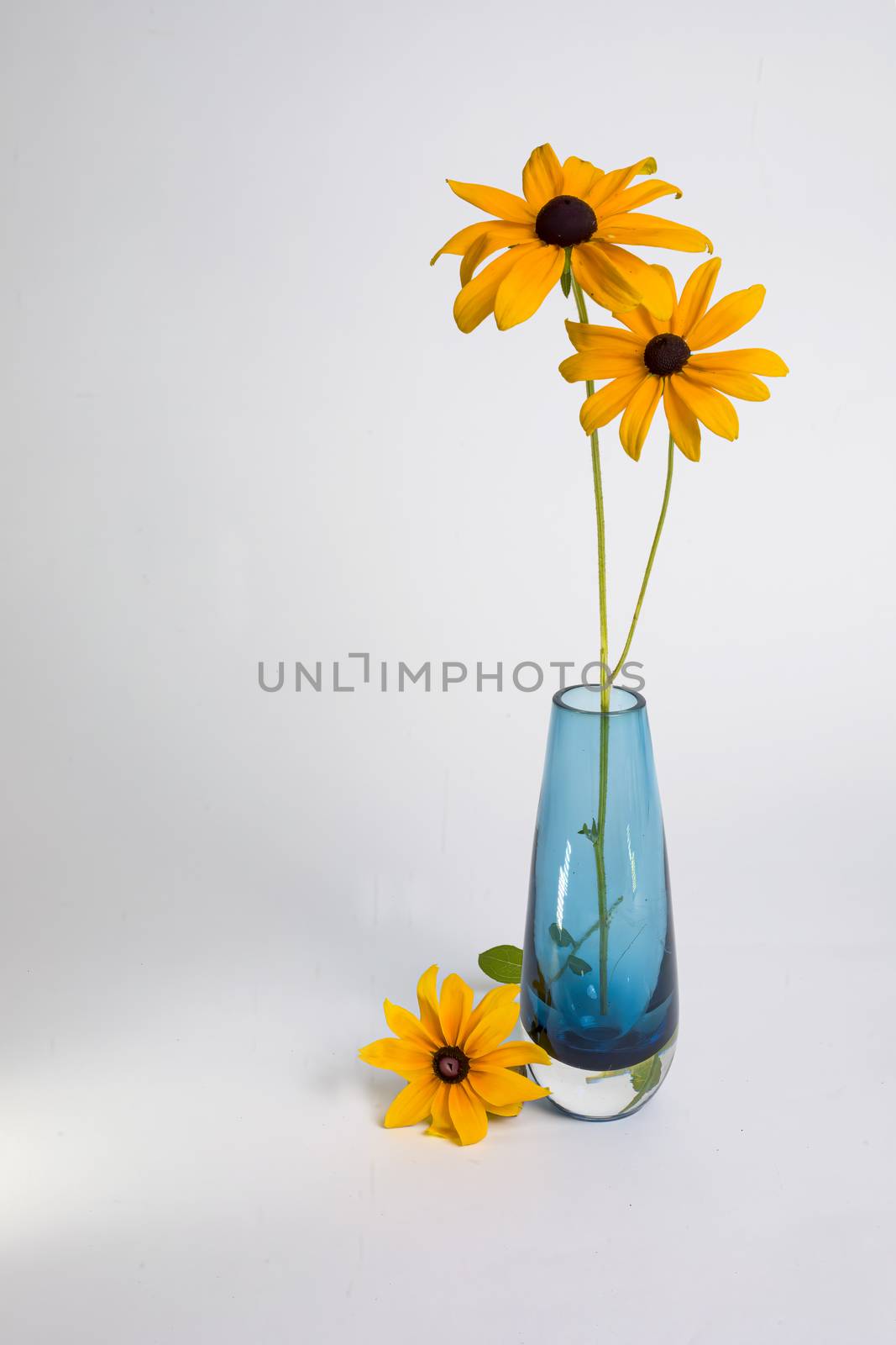 Black-eyed Susans with Blue Vase by CharlieFloyd