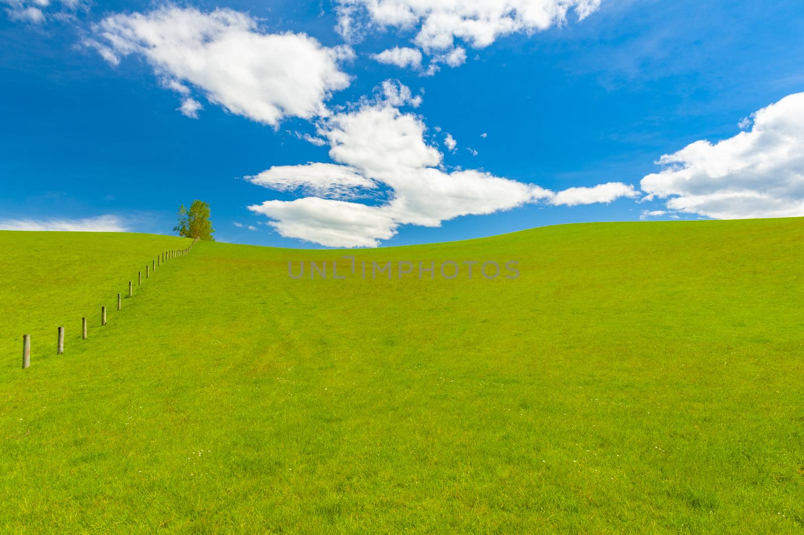 Fresh green spring field in the New Zealand with a blue sky