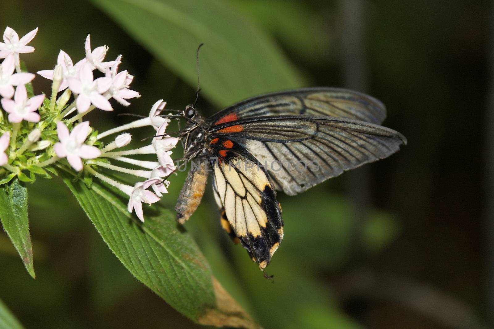 butterfly in nature