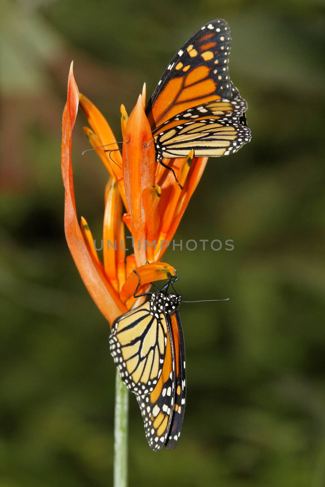 butterfly in nature - Monarch - Danaus plexippus