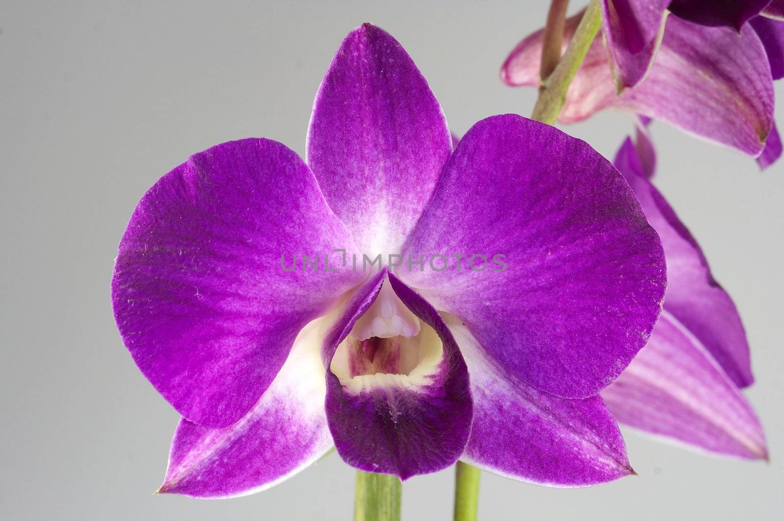 Orchidee by Bullysoft