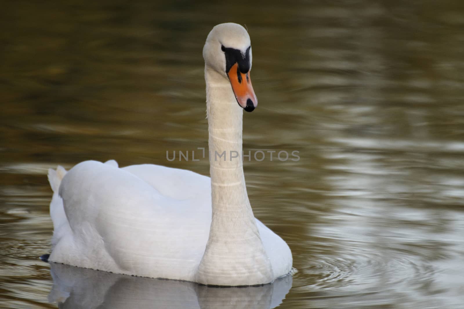 Schwan -swan by Bullysoft