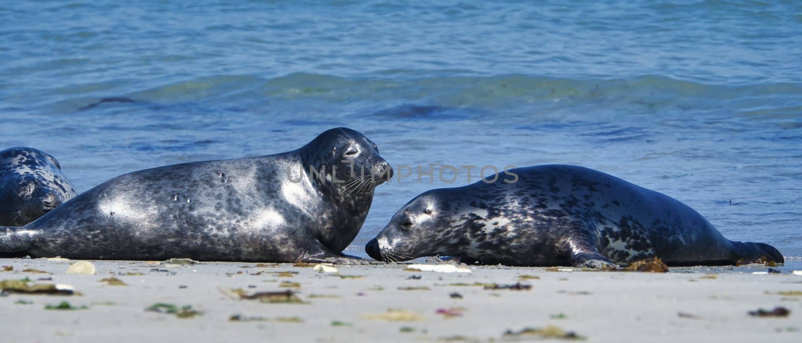 Wijd Grey seal on the north beach of Heligoland - island Dune i- Northsea - Germany