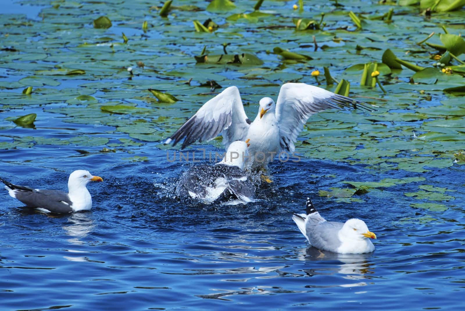 european herring gull on heligoland by Bullysoft