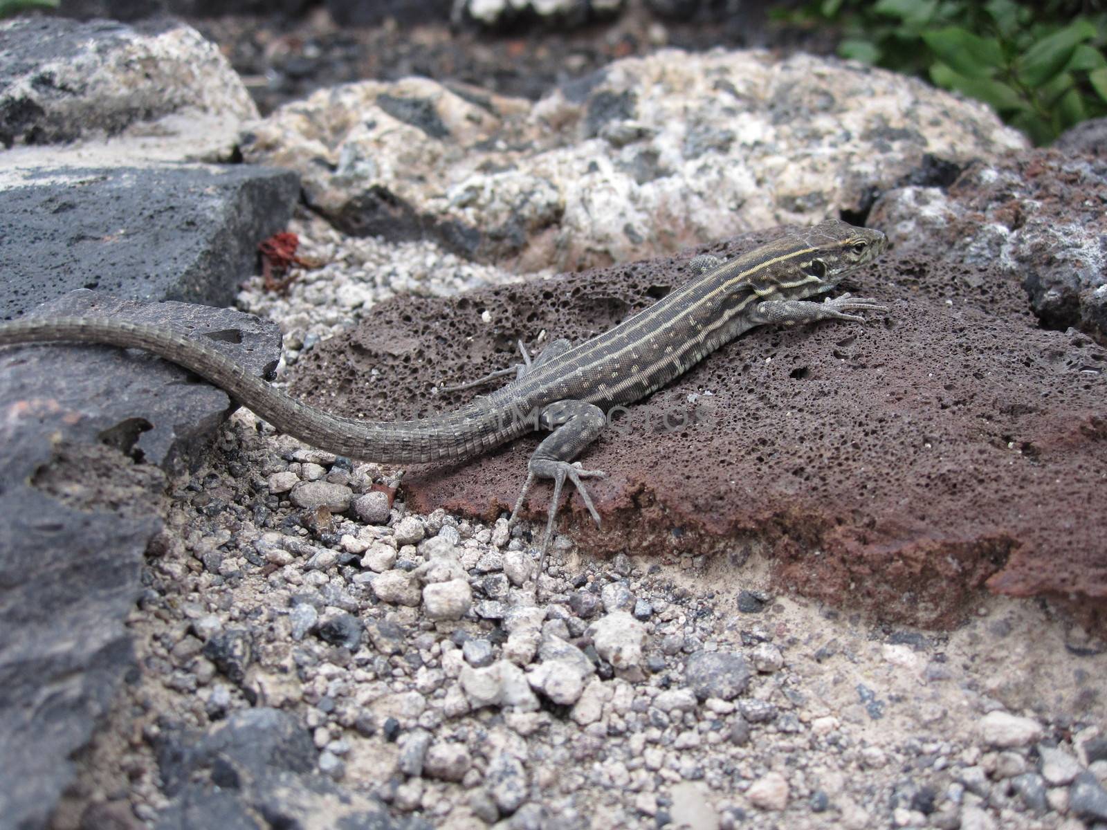 Tenerife lizard