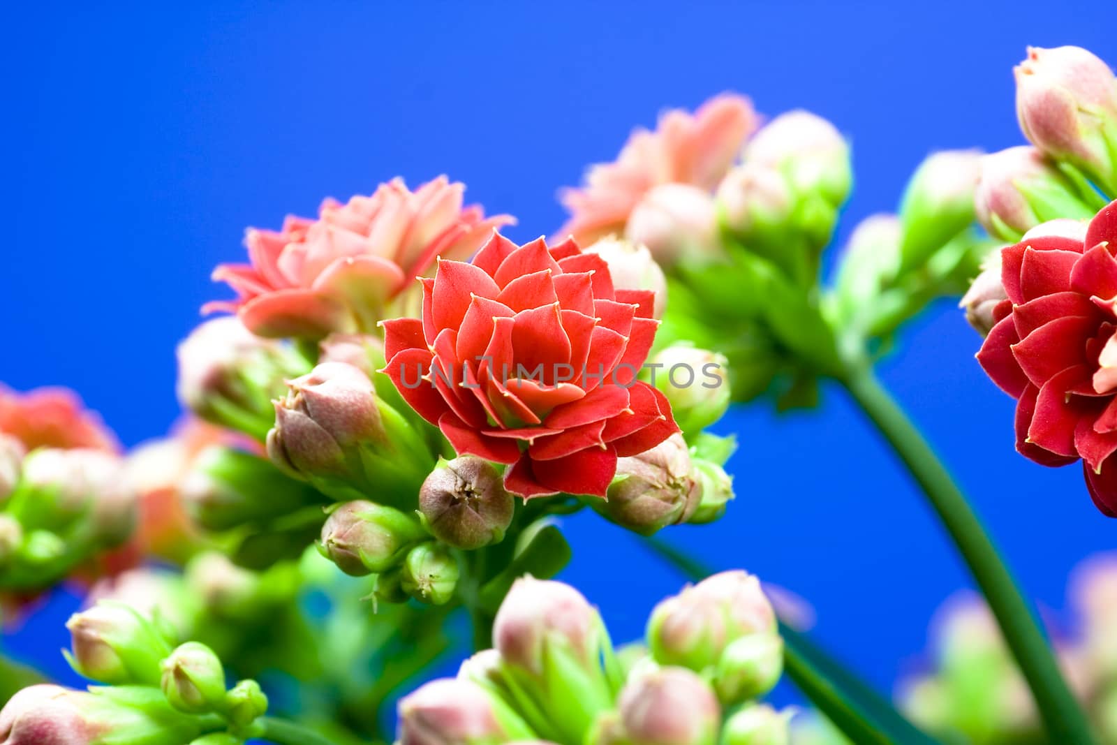  Kalanchoe by Bullysoft