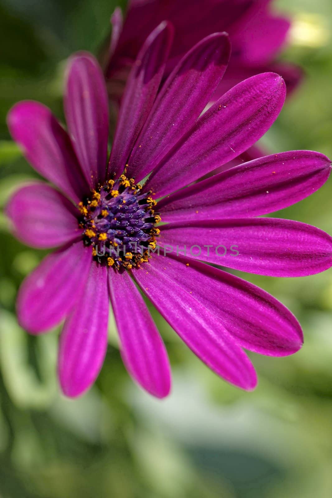 Osteospermum - Daisy